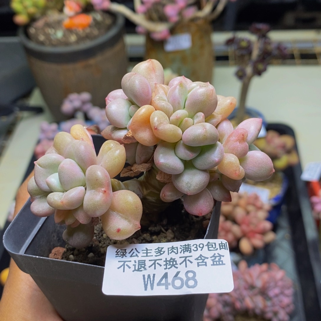 468比尔盖茨多肉7c m