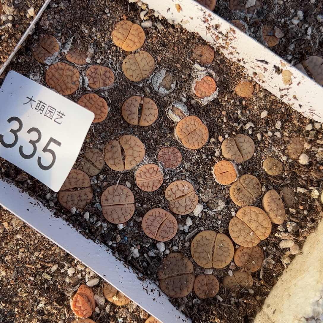 清框脱土发。    335