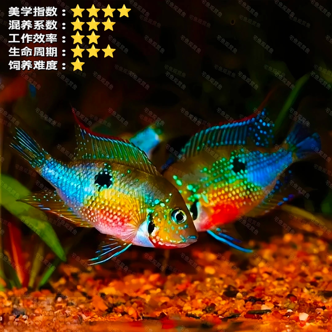 【巴巴伯】红肚鸟嘴 南美短鲷食土鲷鱼观赏鱼淡水热带鱼活体小型鱼