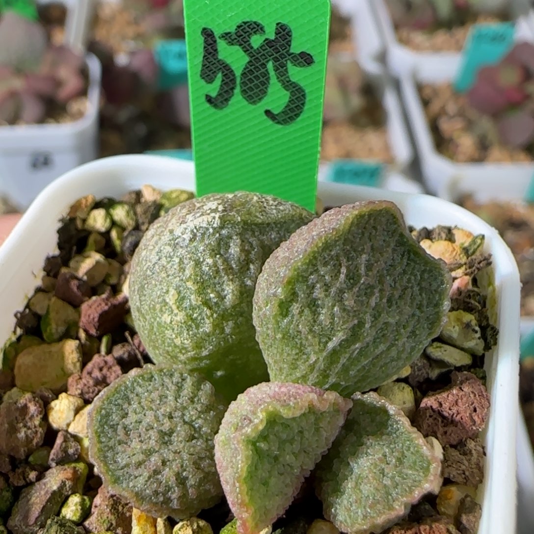 编号585叶插，四方盆发