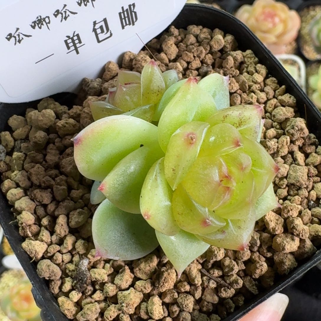 029-3013柠檬珍妮双头