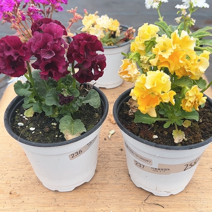 红陶抖音直播闪拍236-237