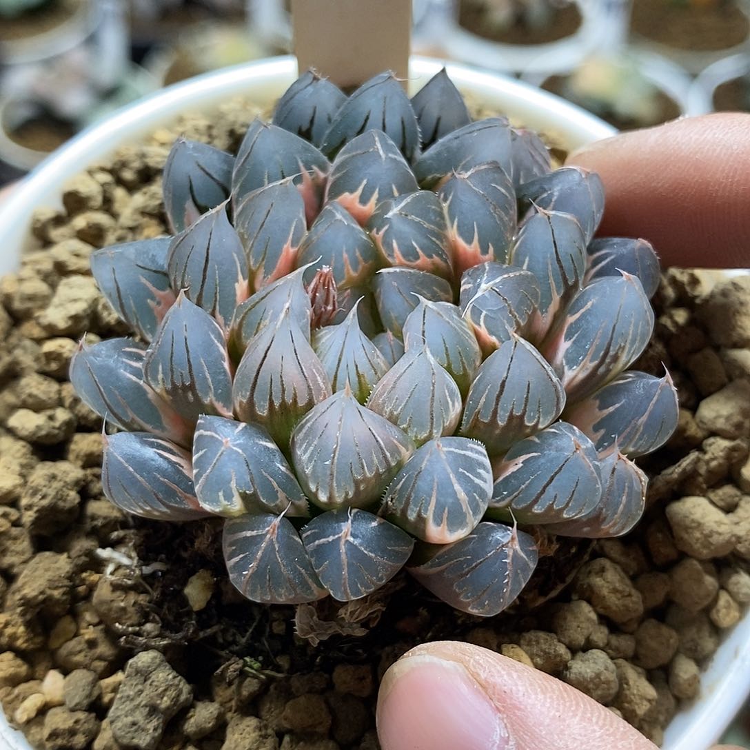 47糊斑霓虹灯十二卷