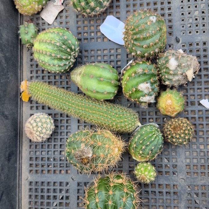 229 筐拍无售后无根侧牙斑小