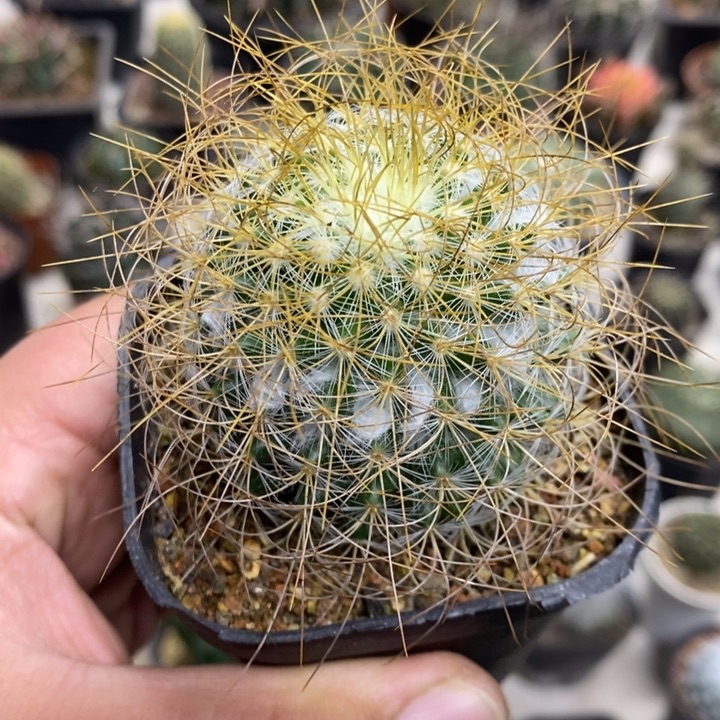 狂刺海泉特价福利