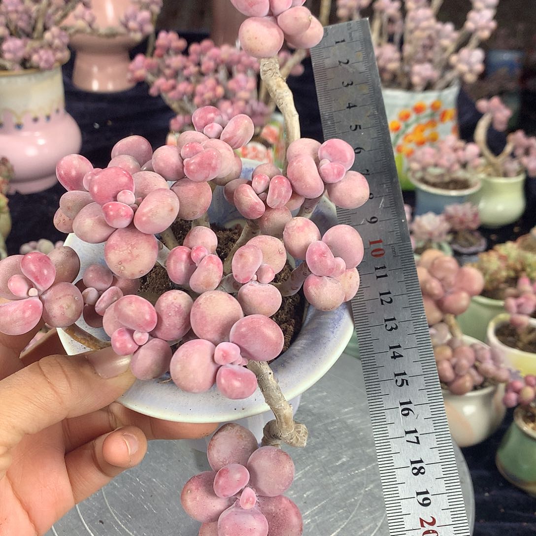 80号不带盆偏远的不包邮的