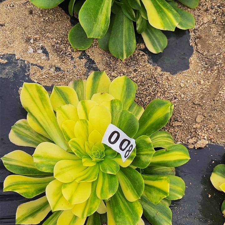  008五彩琉璃多肉植物处理不售后