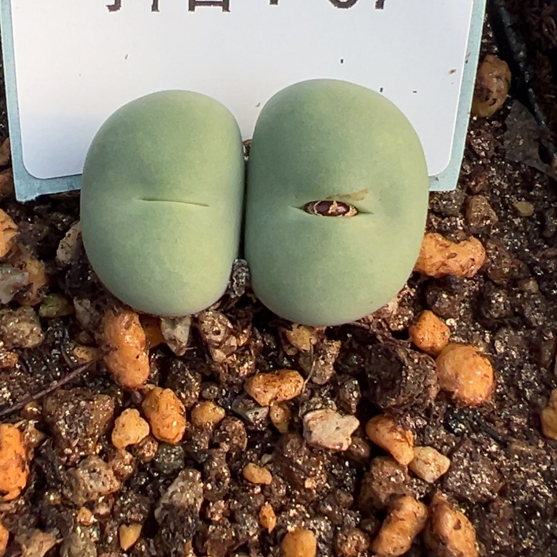 4-07肉锥多肉植物大战