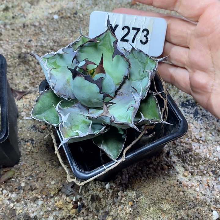 牧*阳福利蓝鲸！！！！！