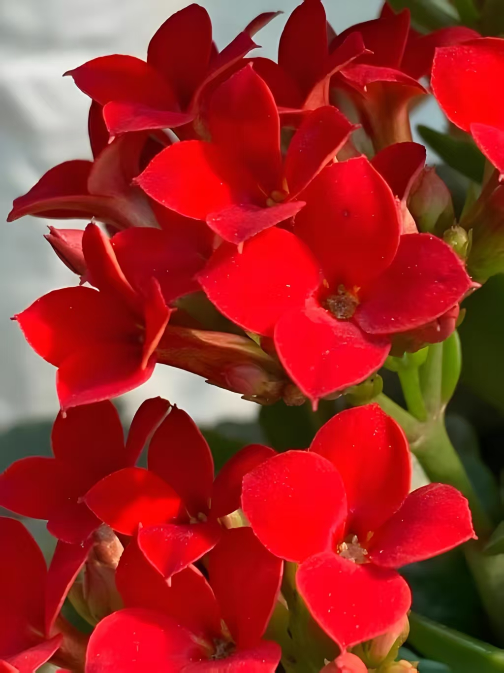 【红唇】红丝绒单瓣长寿花带花苞