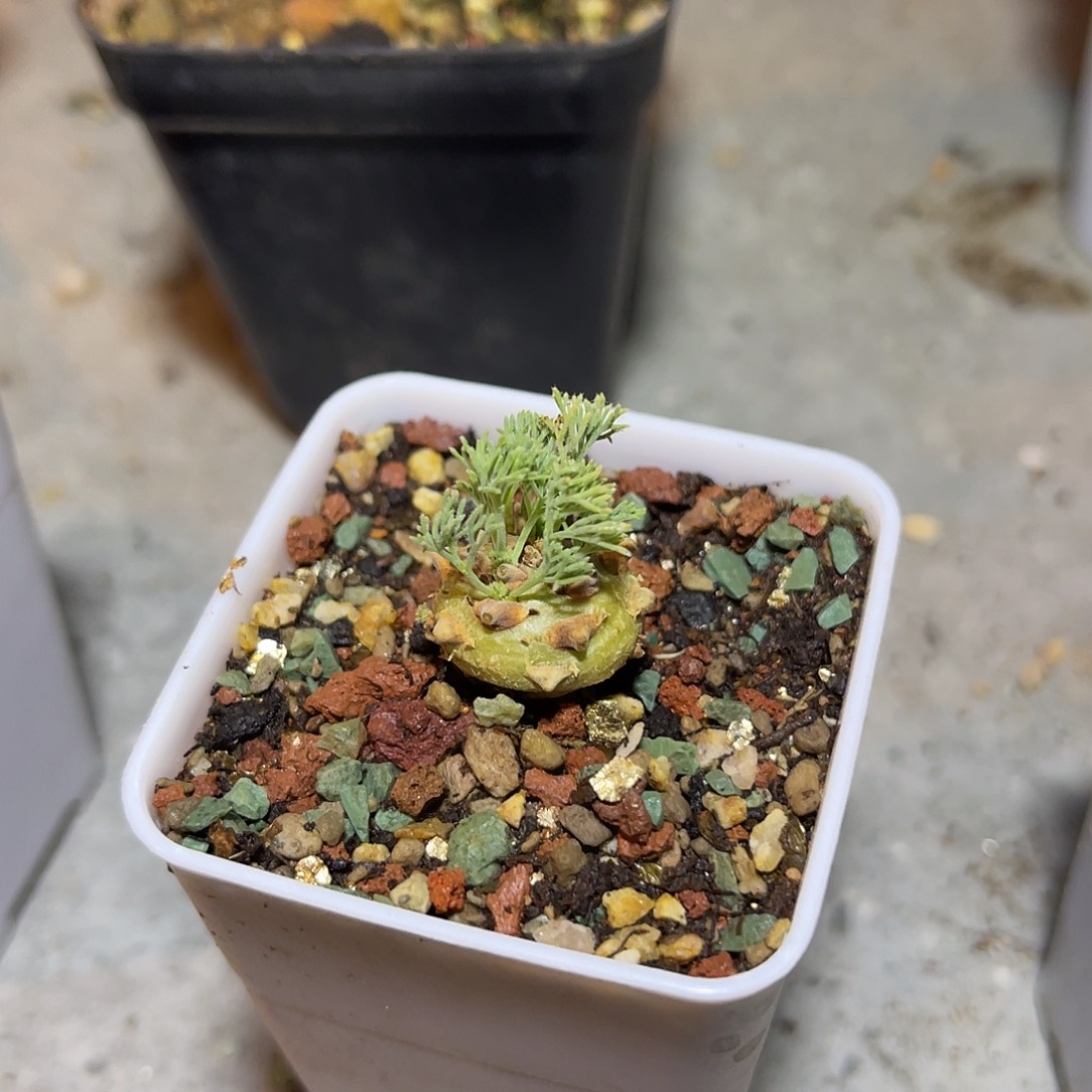 实生白皮月界一物一拍