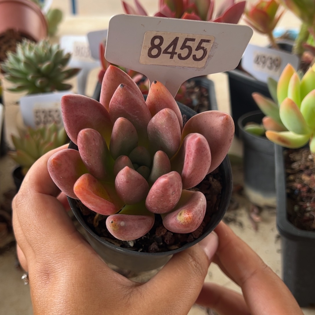 【闪购商品】桃花源。8455。11111111