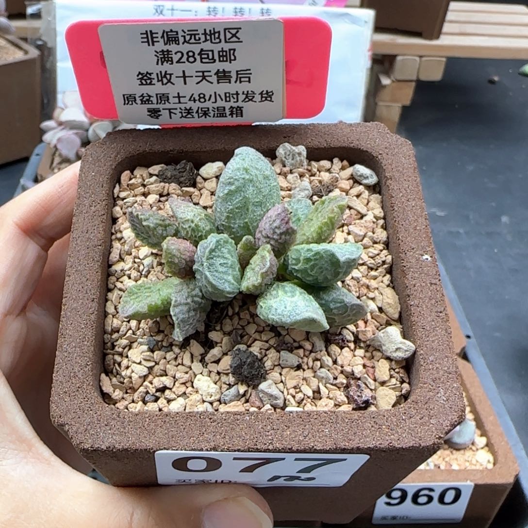 077大鱼海棠多肉