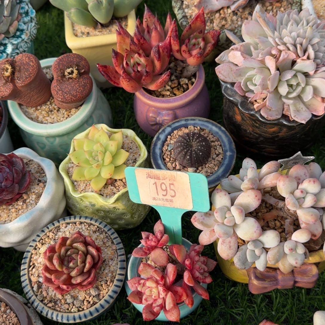 美***美多肉植物血液三头老庄