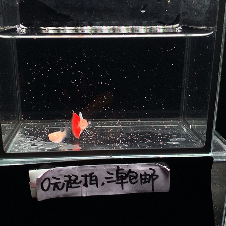 孔雀鱼火烧云一对