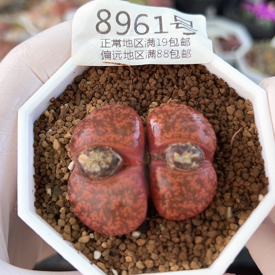 好养易活生石花大母本8961