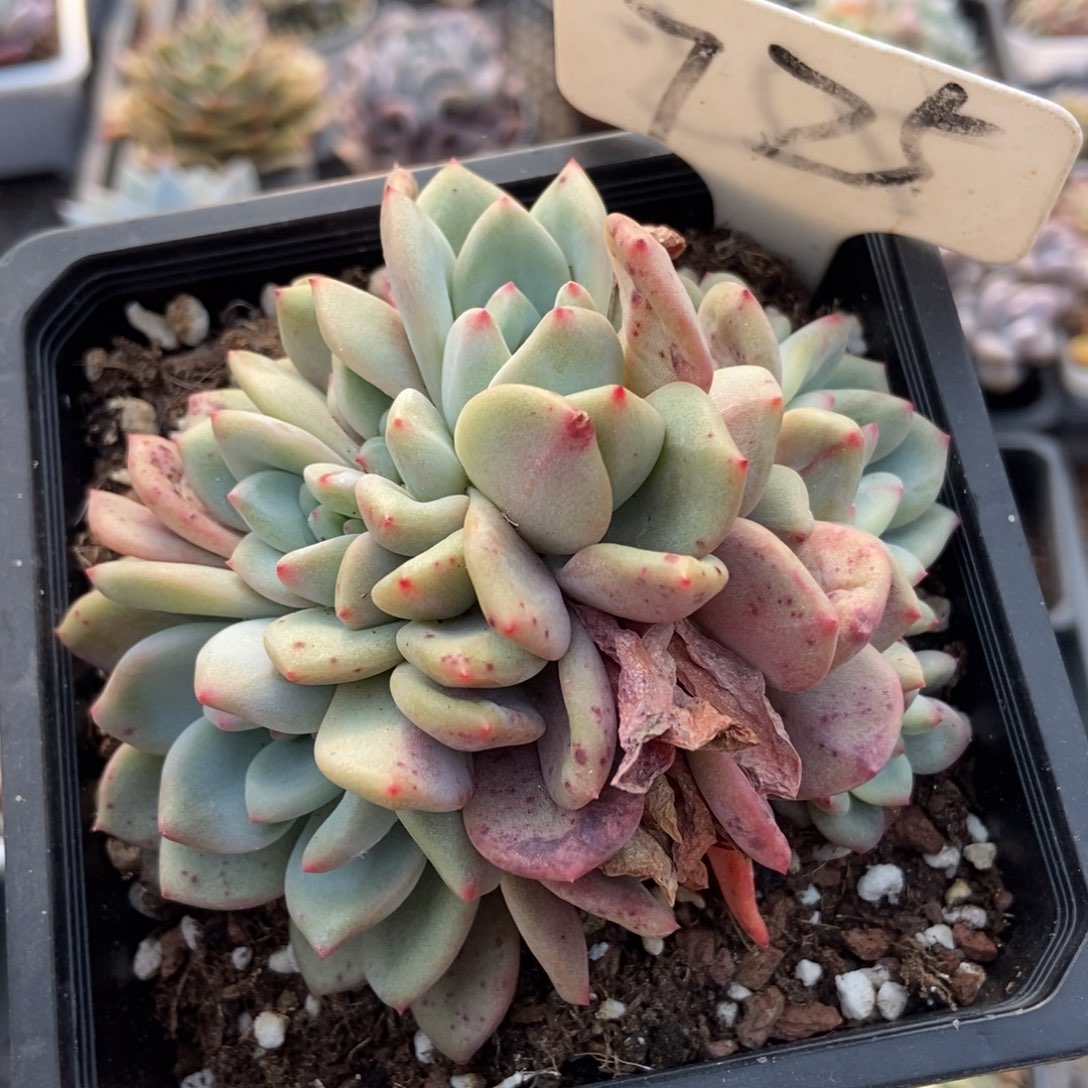 725八头爱丽儿多肉植物保护