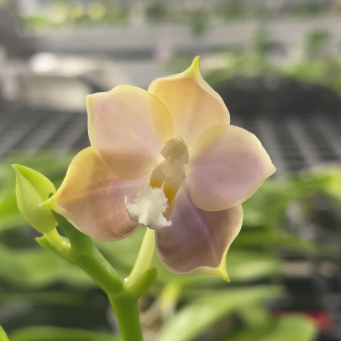 完全开放咖啡盾交SG72，2.5杯苗1棵，有老化根，特价不售后