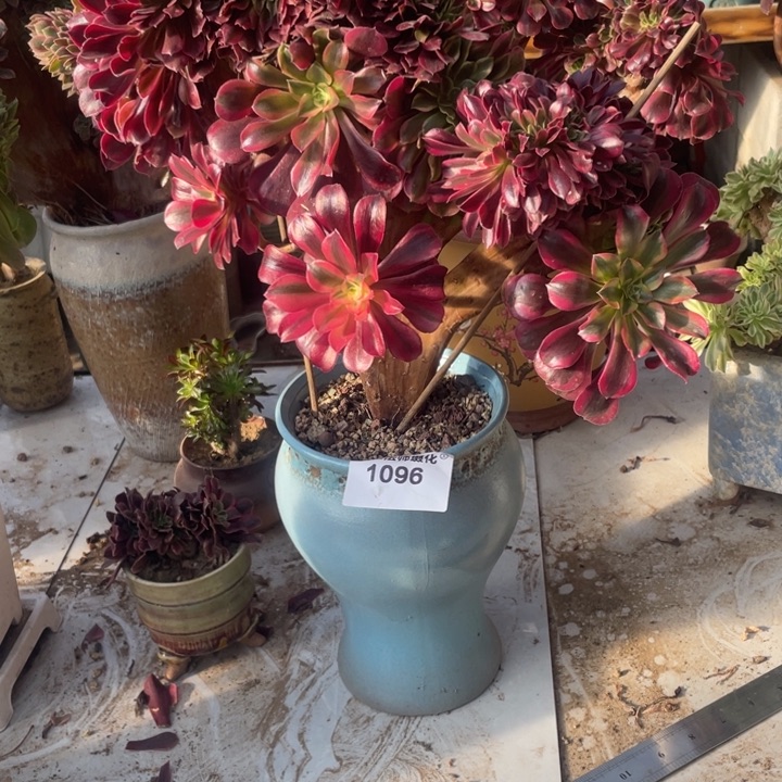 M***m1096、美杜莎缀包邮