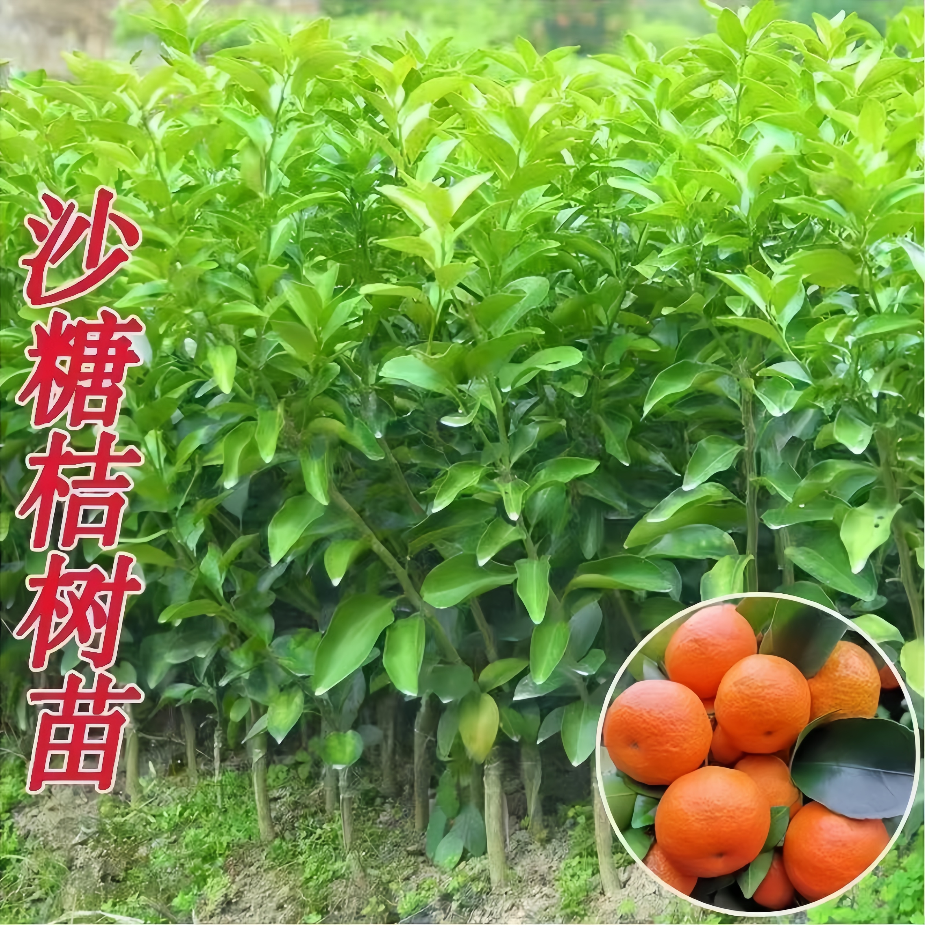 正宗砂糖橘果树苗广西基地直发南北方阳台庭院盆栽地栽种植