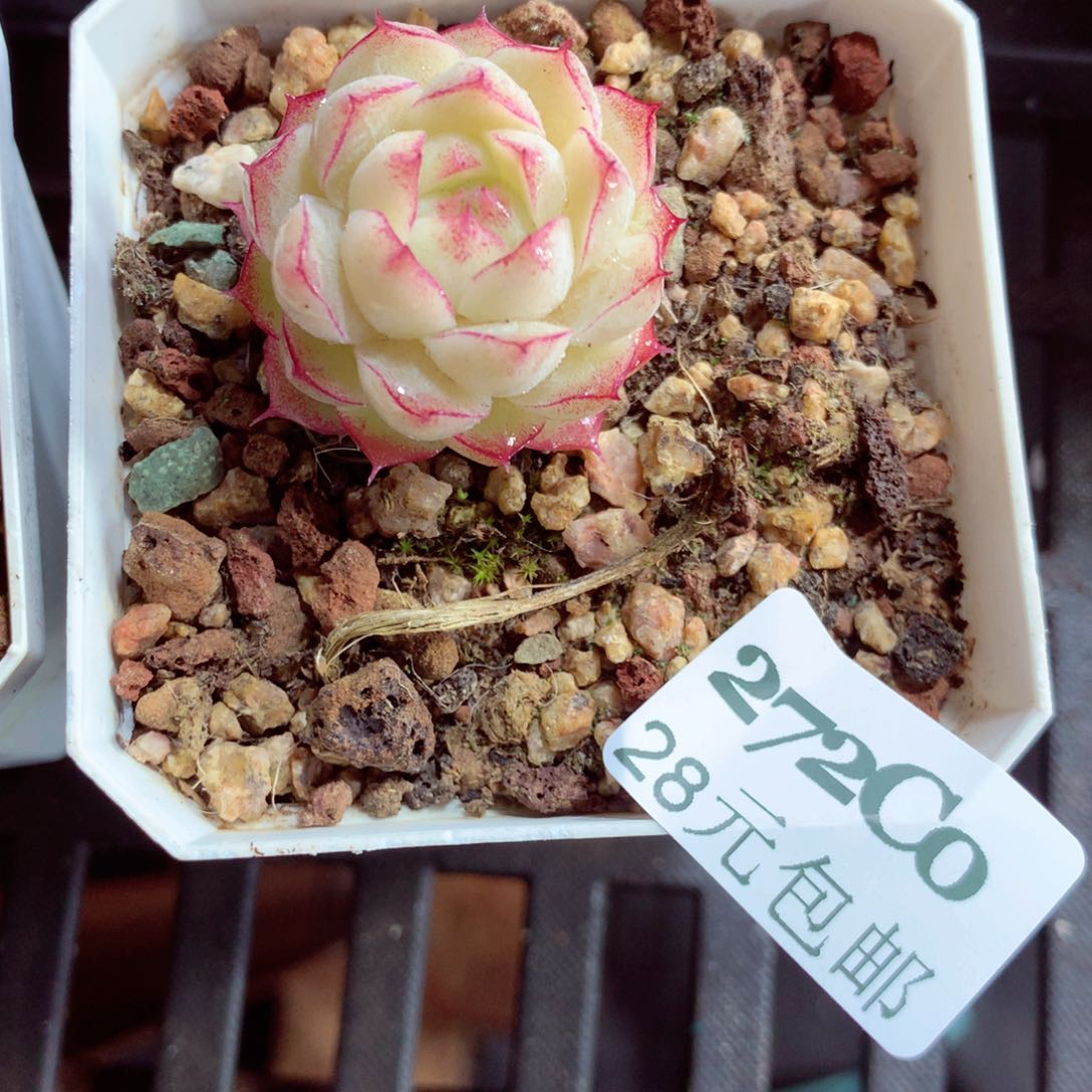 5厘米盆精控多肉272