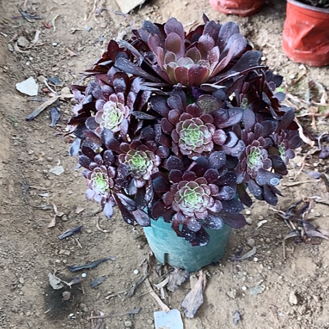 黑玫瑰玫瑰玫瑰玫瑰