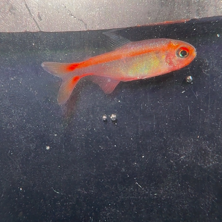 灯科鱼左上缸24号红hy有黑点2厘米一条