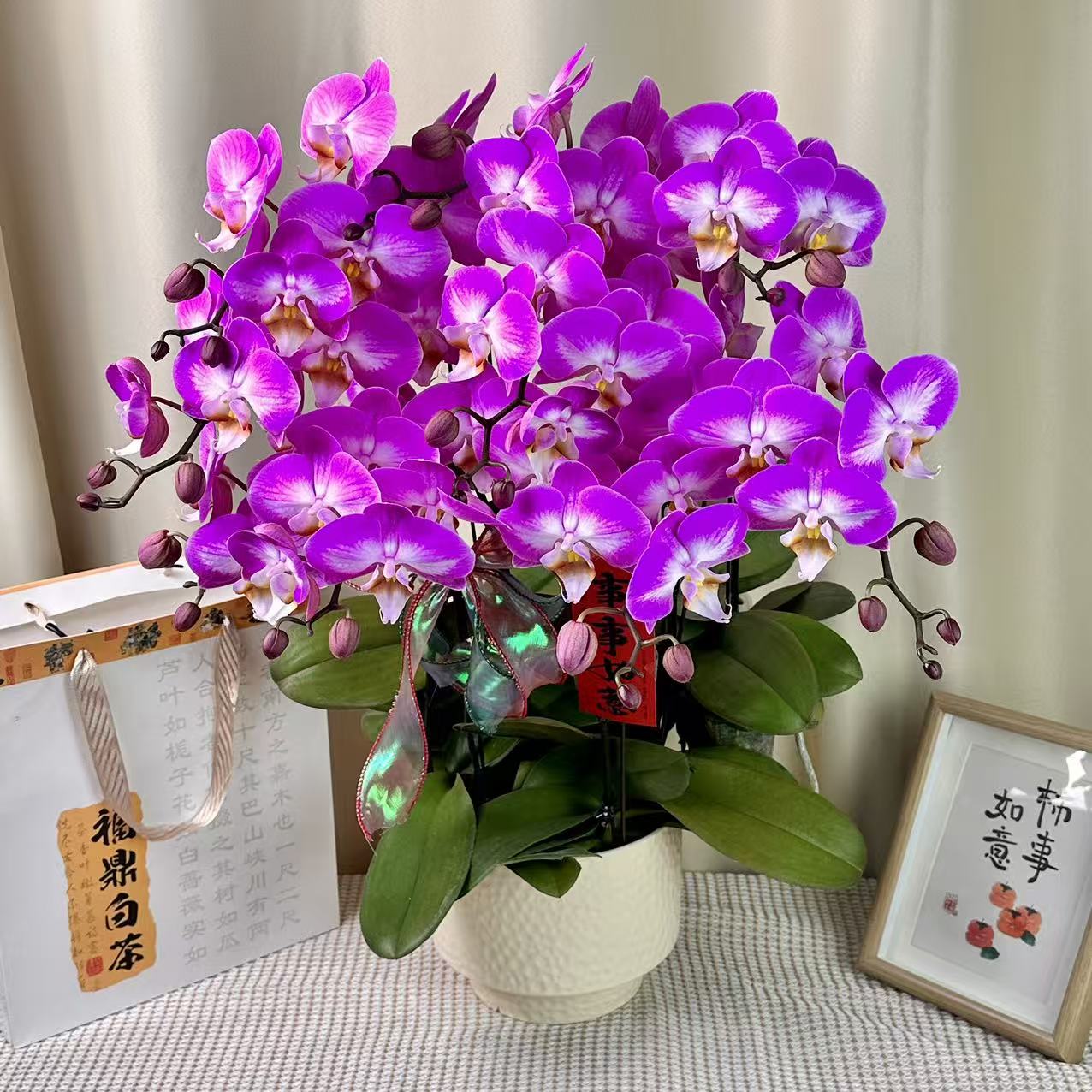 蝴蝶蘭【雪山飞狐】高端稀有粉白大花型花花 皮实好养 花期超长