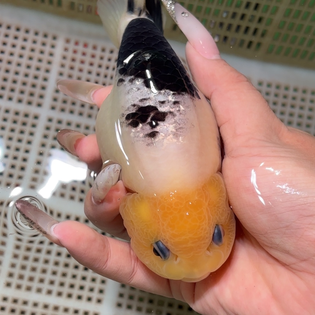 K***2金鱼拍包装包邮，不拍包装运费到付