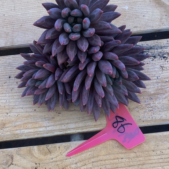 艾***牛是不是很喜欢这个剧来着