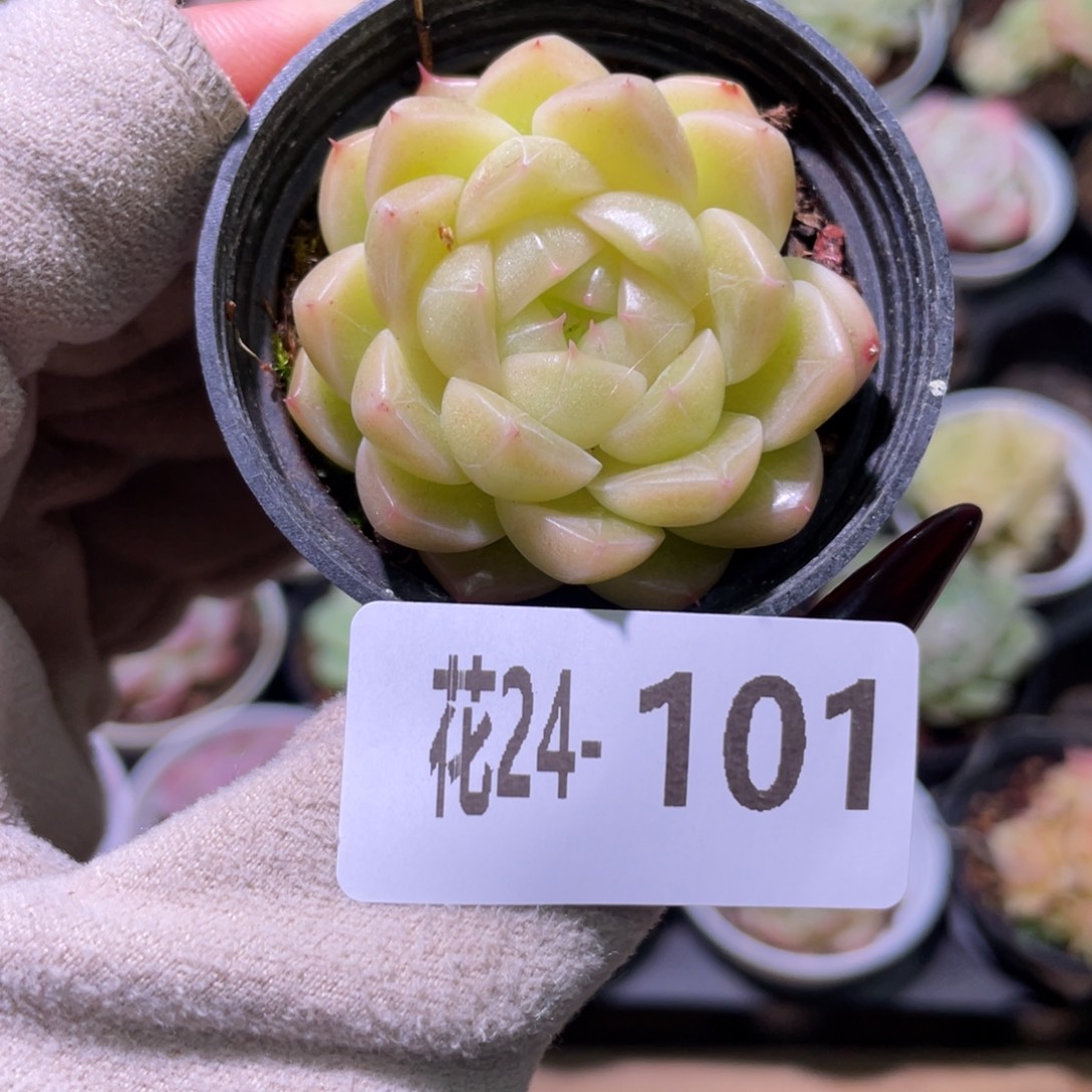 花利美24-101麦秆
