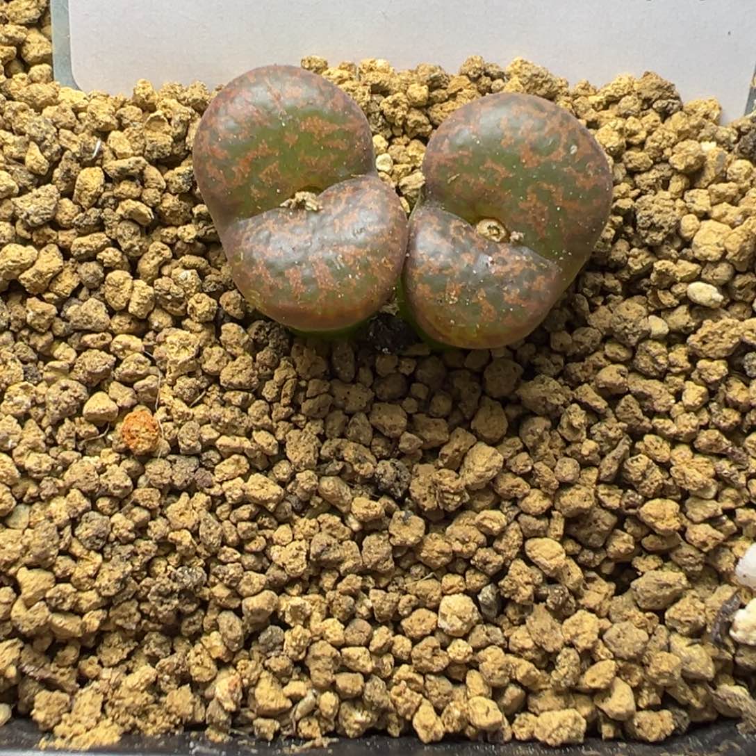 6-16肉锥多肉植物