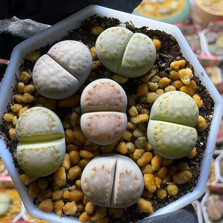 生石花1111111。   173