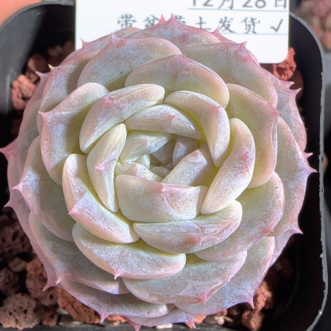 多肉1228-104纯爱纯爱