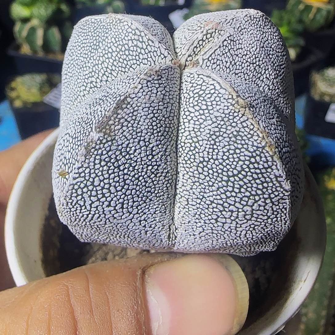 实生恩冢454仙人球