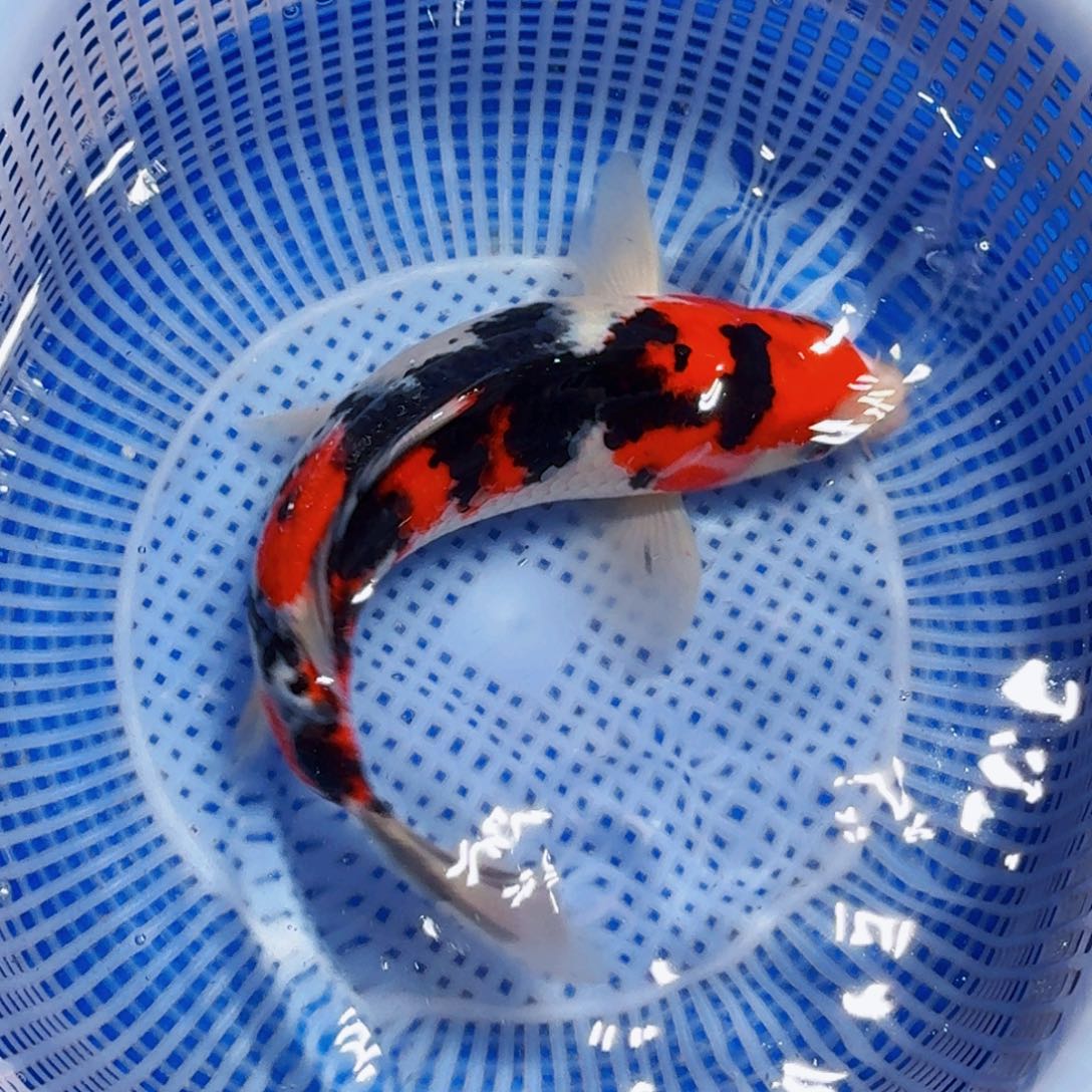 锦鲤精品甄选血统锦鲤