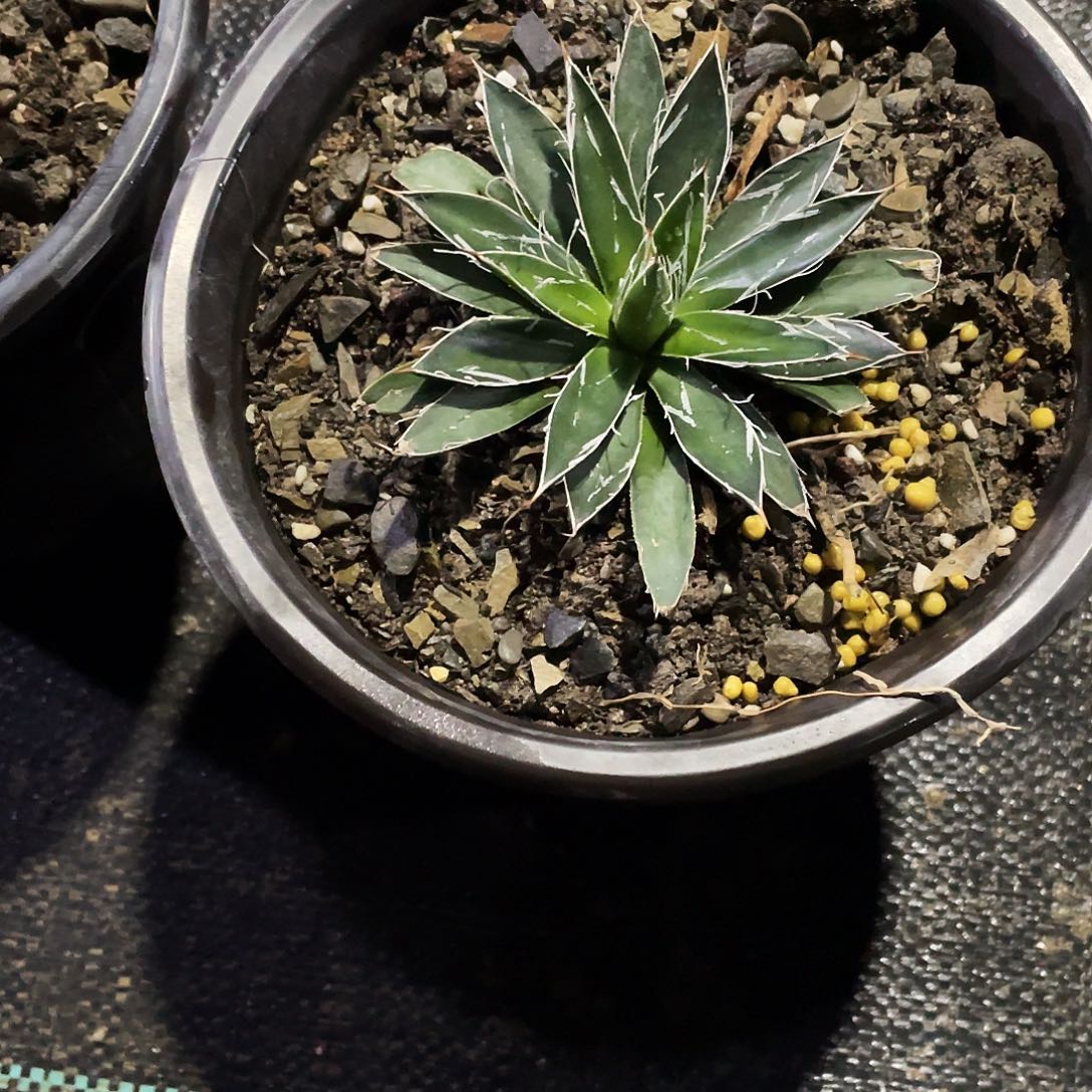 ソ***。无花朵龙舌兰绿色植物