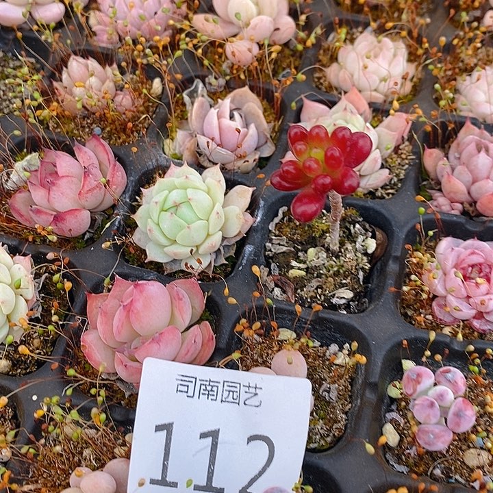 112 多肉植物盆栽花卉植物