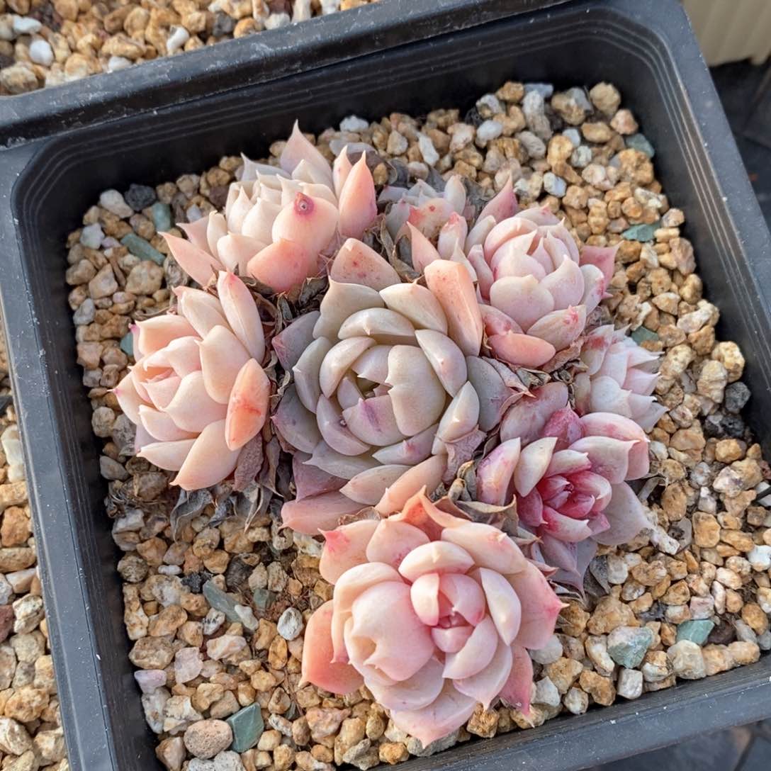 精品多肉一物一柏不包整118