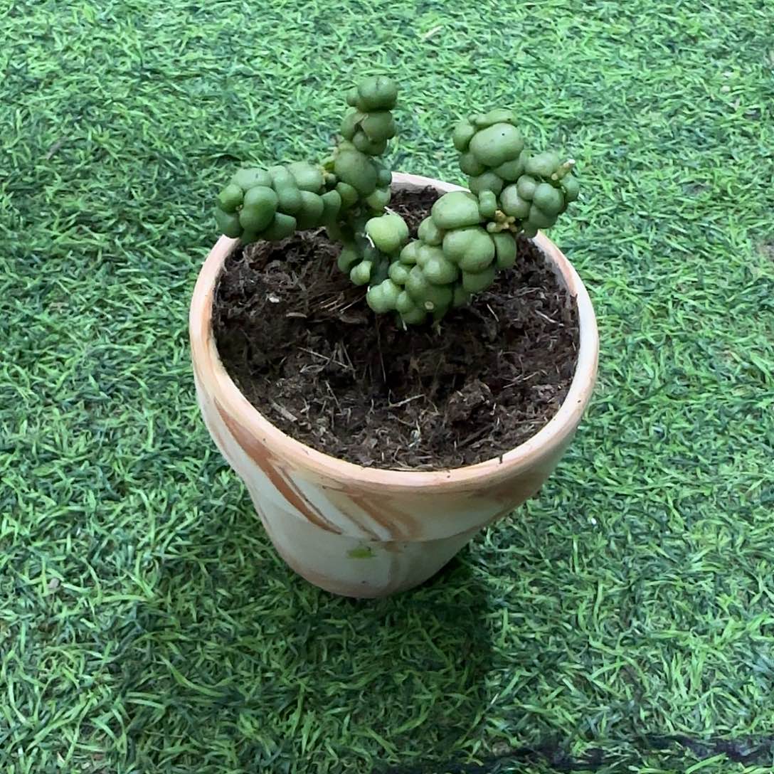 无花朵豆豆龙眼树莲