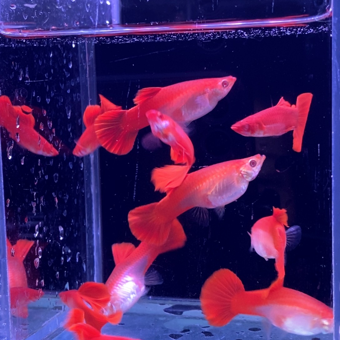 孔雀鱼紫麟血红5对孔雀鱼