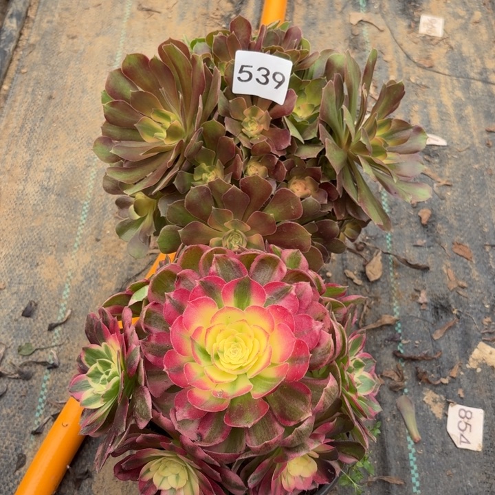 雅典娜，海王多肉植物不包损539