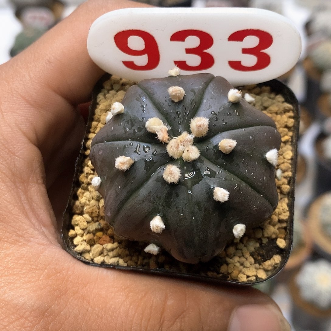 933福利特价活动正在