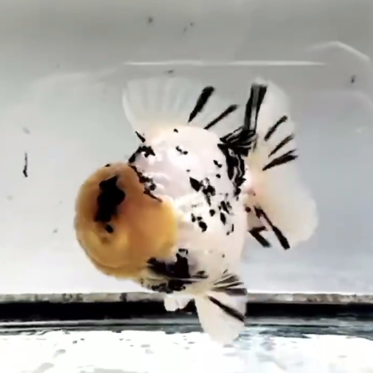 将军百褶泰狮金鱼广温商品鱼统捞发货。发货后退款承担运费20元