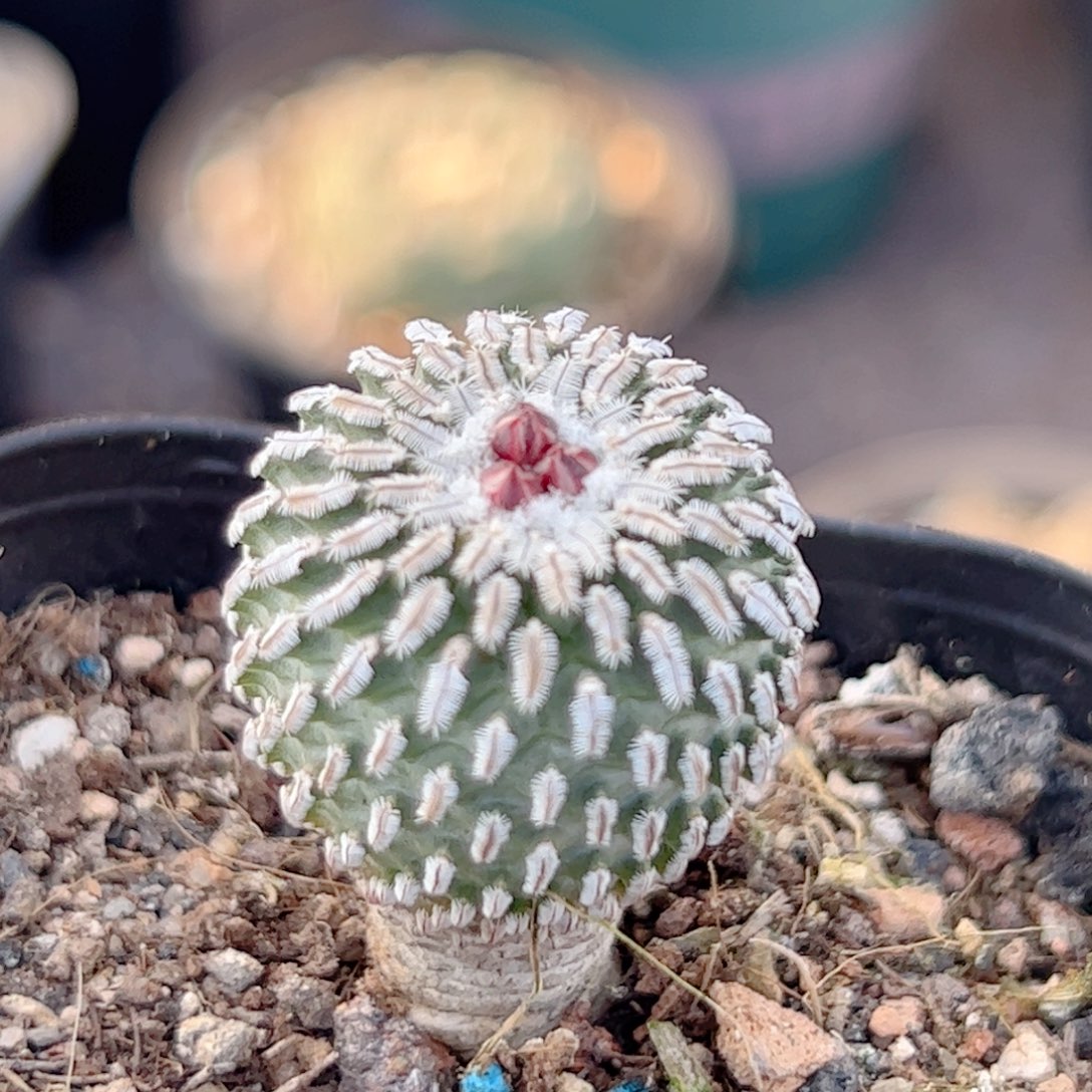 实生 精巧殿仙人球