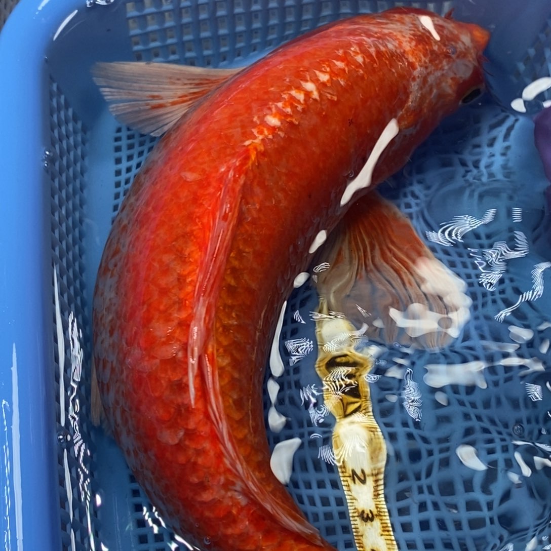 锦鲤冷水锦鲤包邮