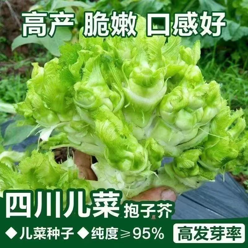 【全店满5包包邮】脆嫩儿菜种子四季播种