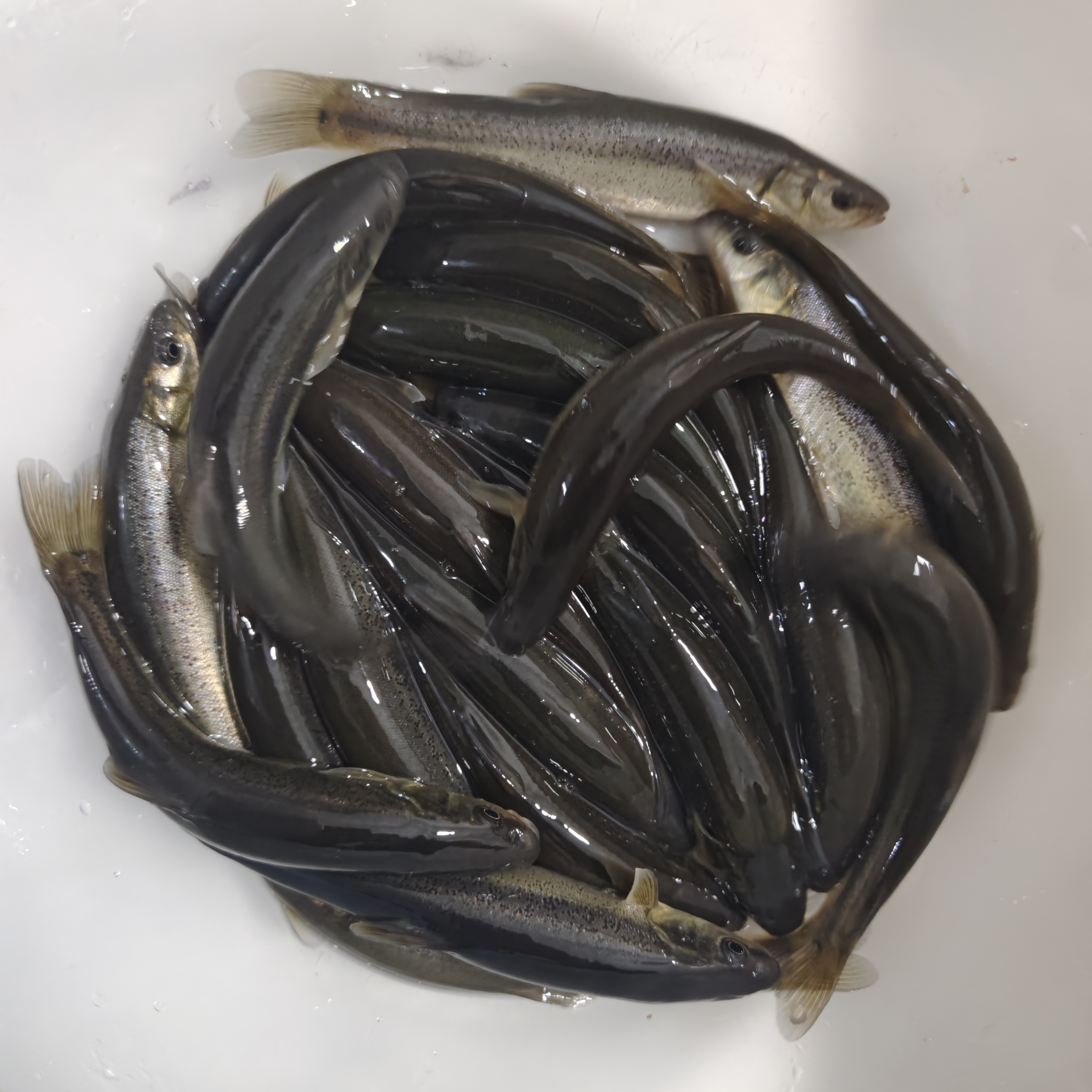 东北伊春冷水柳根鱼顺丰包邮到手保鲜（保鲜不包活）