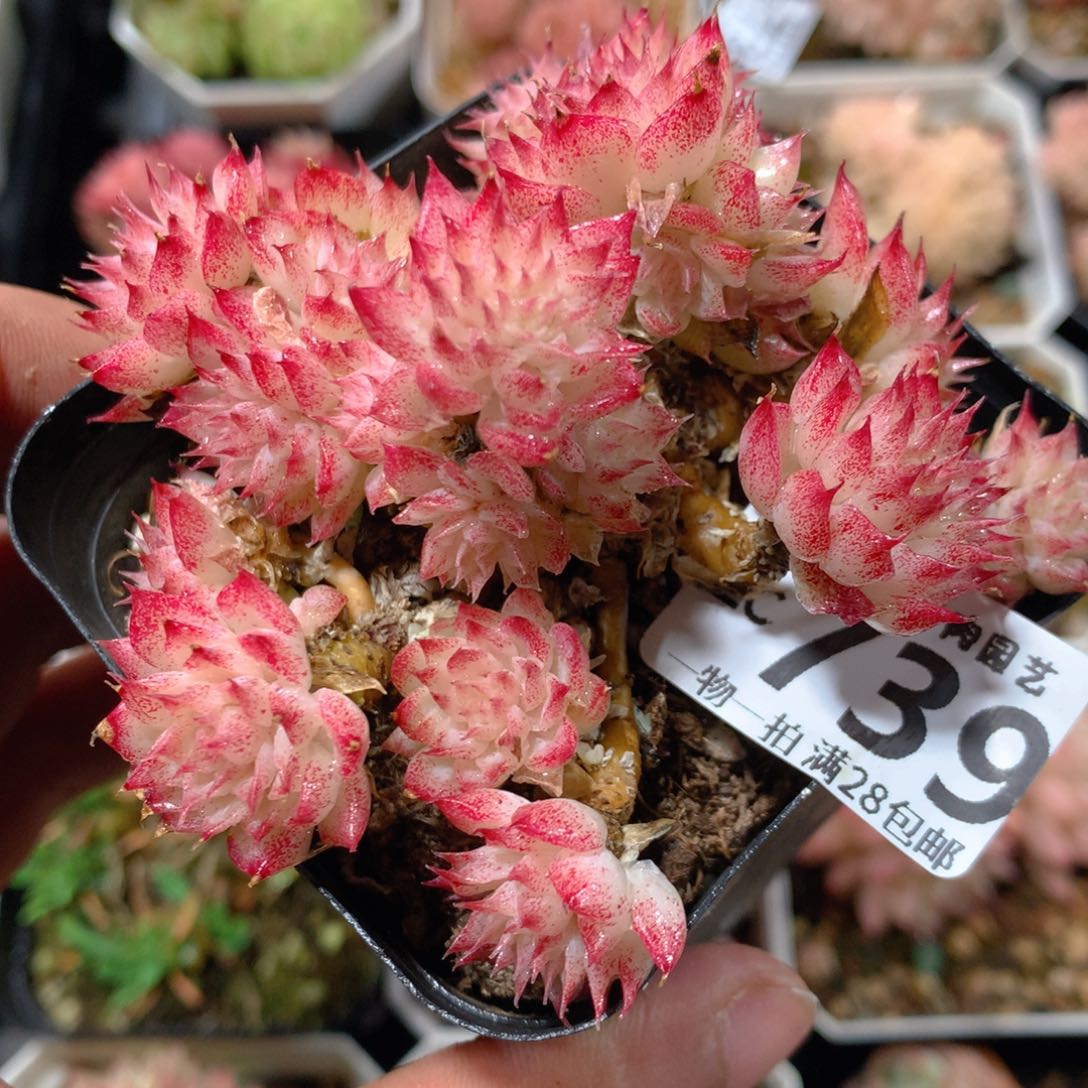 5CM拇指盆精控多肉ZC739