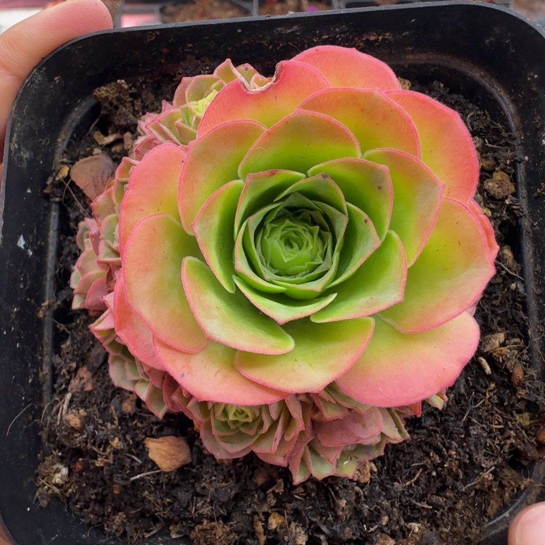 L632半城玫瑰甜言不含盆土